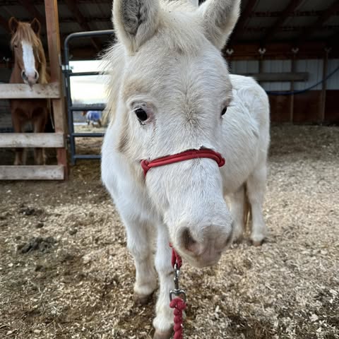 Cowboy Heaven Miniature Horse Safe Haven logo